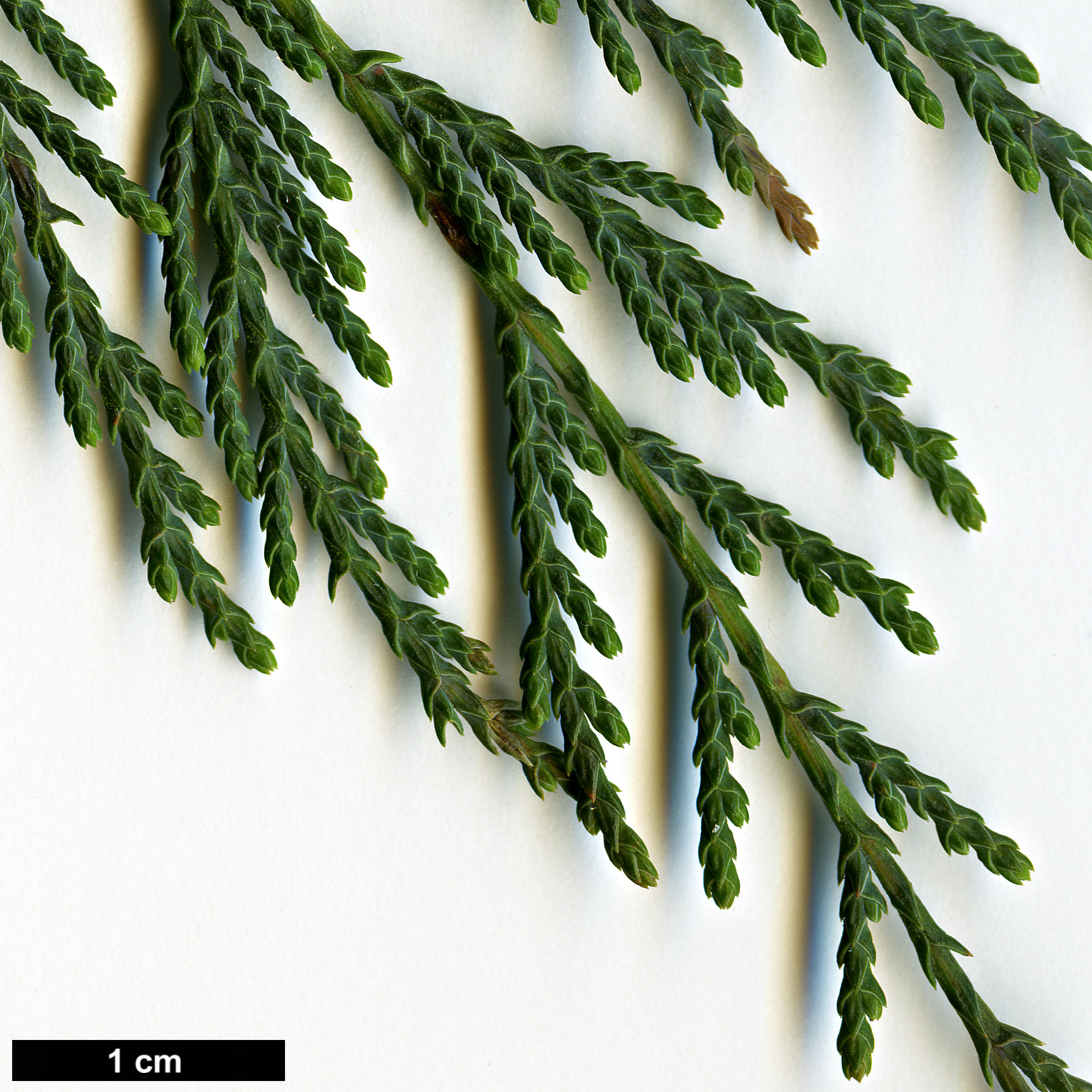 High resolution image: Family: Cupressaceae - Genus: Cupressus - Taxon: himalaica